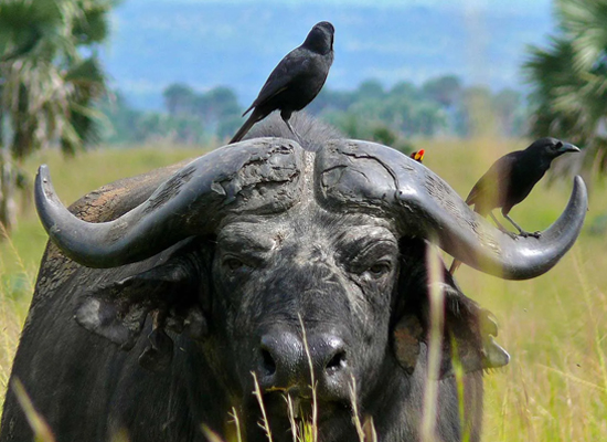 African Buffalo