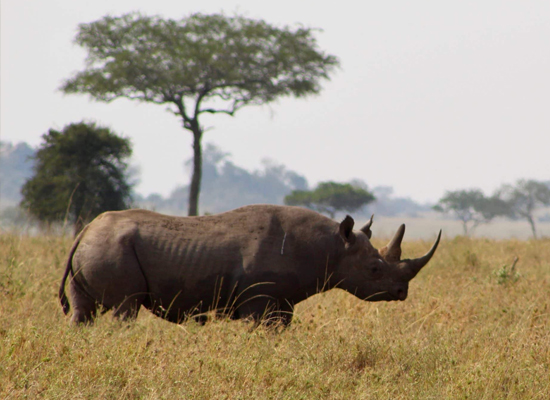 Black Rhino